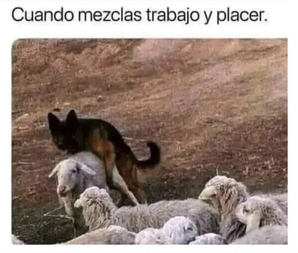 Otros - No me lo esperaba del perro pastor