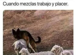 Enlace a No me lo esperaba del perro pastor