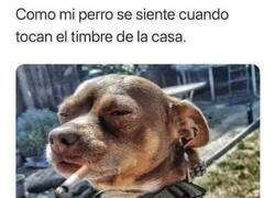 Enlace a ¿Quién perras es?