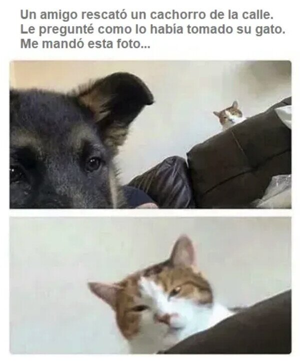 Meme_otros - Puedo ver en su rostro cómo se lo ha tomado