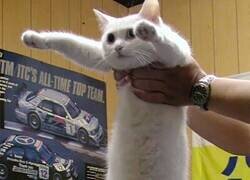 Enlace a Más traducciones