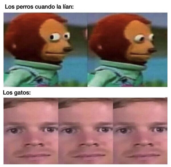 Meme_otros - Los felinos van más de cara
