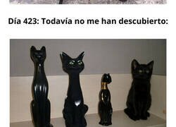 Enlace a Imágenes 'random' de gatos