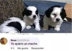 Enlace a No es el lugar, señora