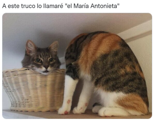 Meme_otros - Esto no tiene ni pies ni cabeza