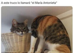 Enlace a Esto no tiene ni pies ni cabeza