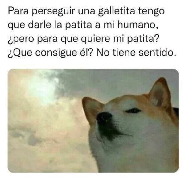 Meme_otros - Perro reflexivo