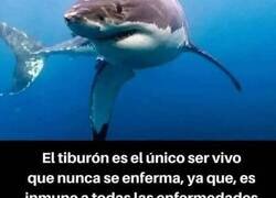 Enlace a ¿Cómo se mata a un tiburón?