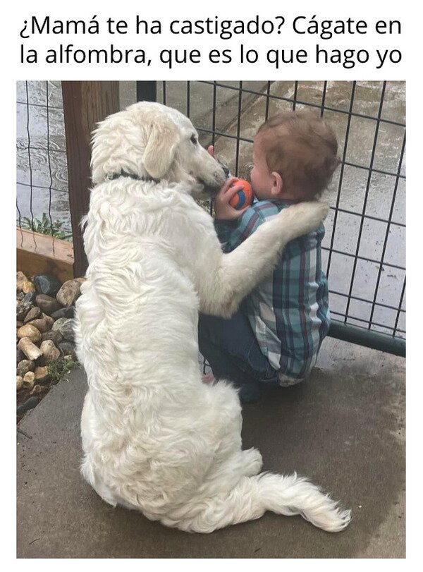 Meme_otros - El perro que consolaba a un niño