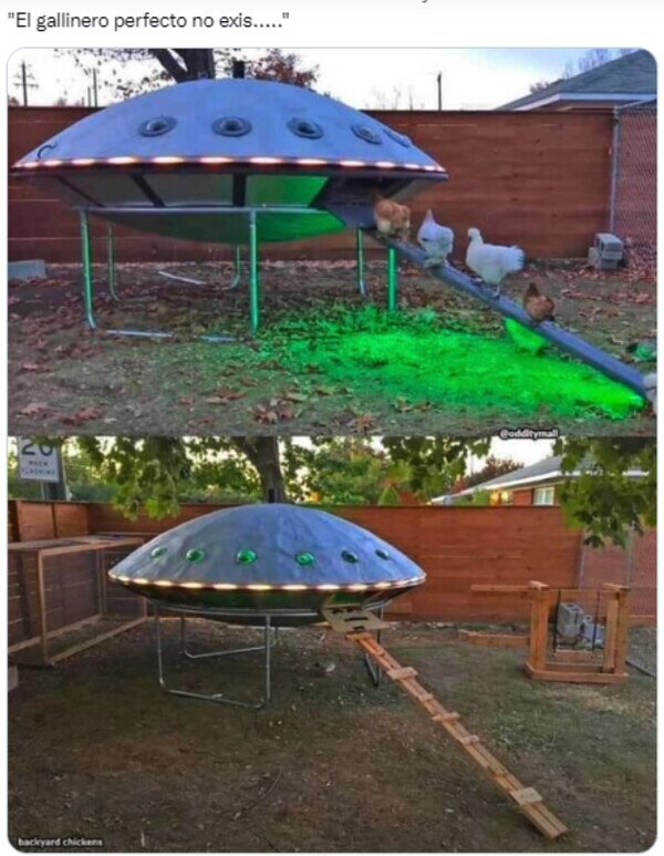 Meme_otros - Quisiera tener gallinas solo para meterlas ahí