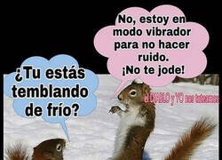 Enlace a Ardillas con frío