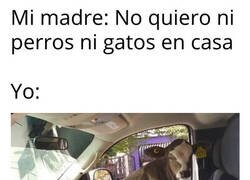 Enlace a Algún animal tenemos que tener