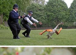 Enlace a Pájaros con brazos, por suerte no existen o ya estariamos extintos