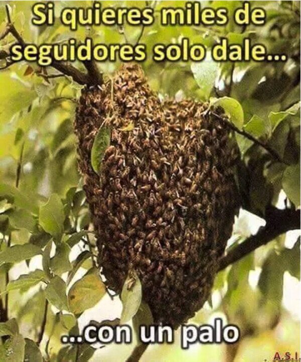 Meme_otros - Te seguirán miles al instante