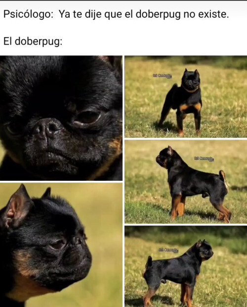 Meme_otros - El doberpug