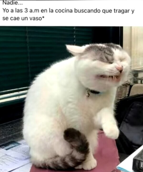gato,ruido,noche,cocina,tirar