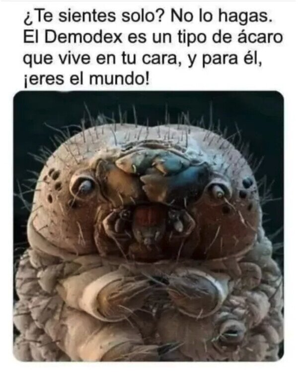 Meme_otros - Él siempre estará contigo
