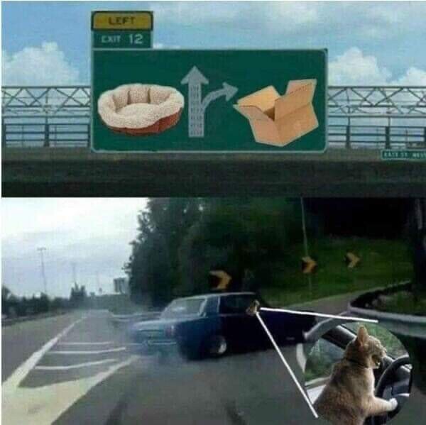 Otros - Gatos siendo gatos