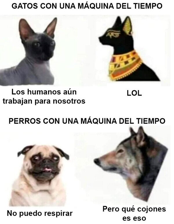 Meme_otros - Si las mascotas pudieran viajar en el tiempo