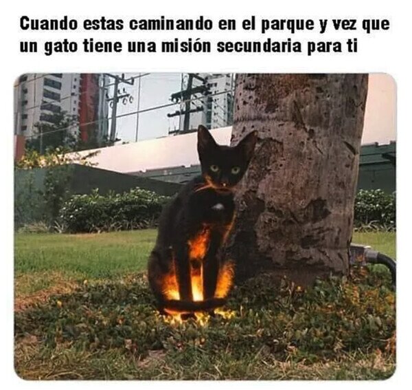 Meme_otros - Algo necesita ese gato