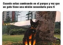 Enlace a Algo necesita ese gato