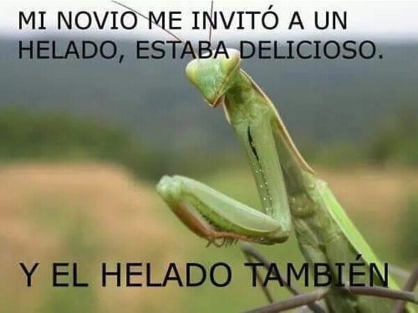 Otros - Ya sabes lo que dicen de las mantis