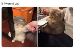 Enlace a Si yo fuera un gato