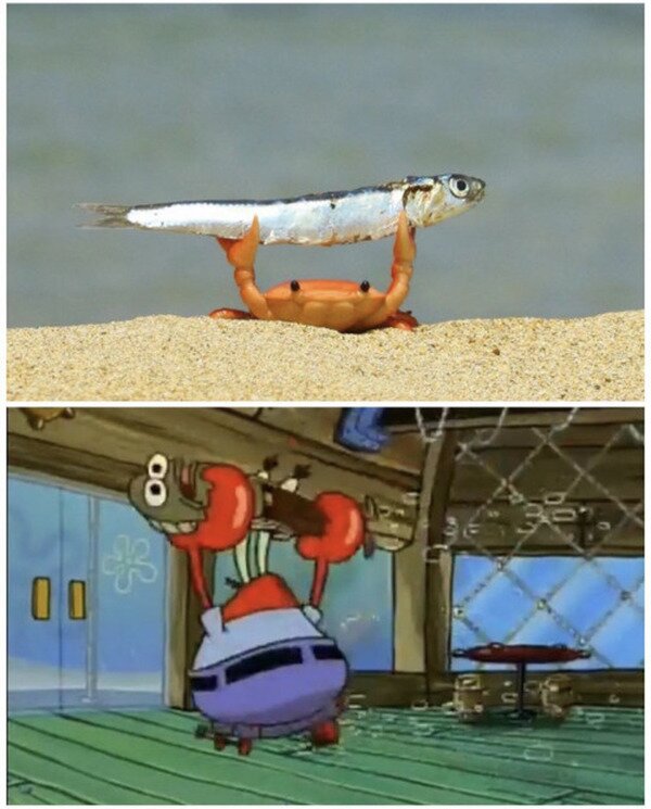 Meme_otros - La realidad supera la ficción