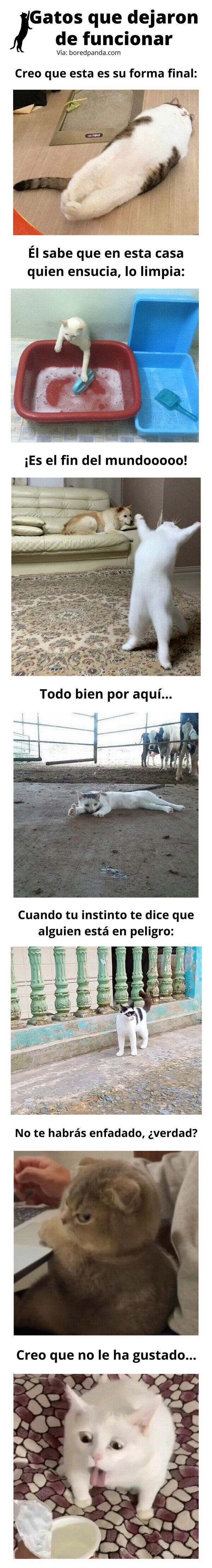 Meme_otros - Gatos que dejaron de funcionar