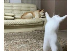 Enlace a Gatos que dejaron de funcionar