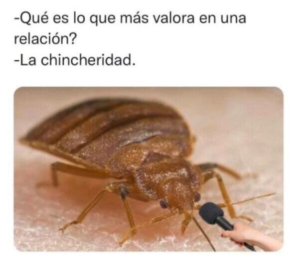Otros - Lo que más valora una chinche