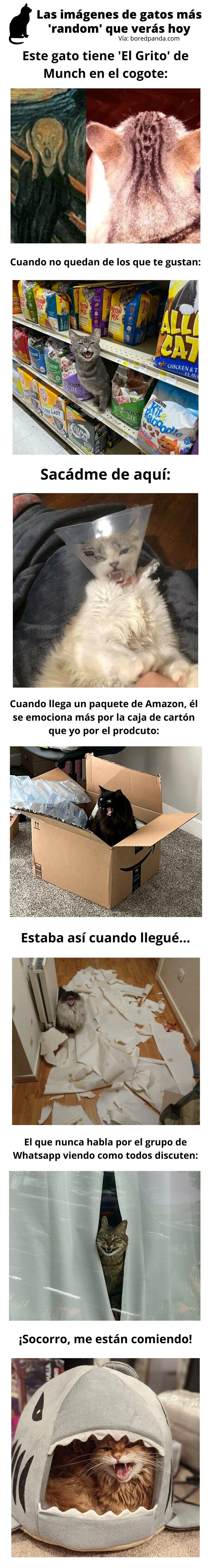 Meme_otros - Las imágenes de gatos más 'random' que verás hoy