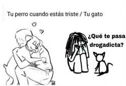 Enlace a Los felinos no tienen cariño ninguno