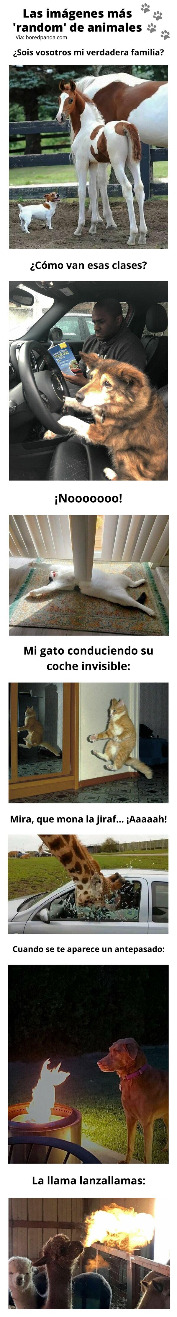 Meme_otros - Las imágenes más 'random' de animales