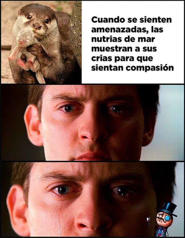 Meme_otros - Demasiado adorables