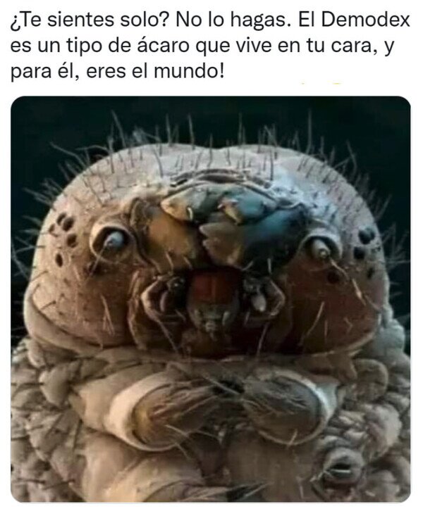 Meme_otros - Él estará siempre contigo