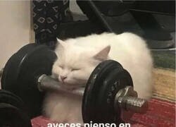 Enlace a No puedo tirar la toalla