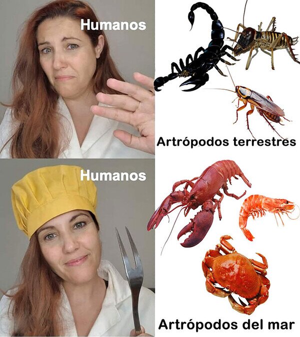 Meme_otros - Si los bichos nadan, están deliciosos