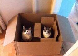 Enlace a Matemáticas gatunas