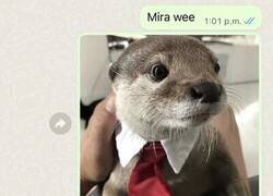 Enlace a Licenciado en nutri-ción