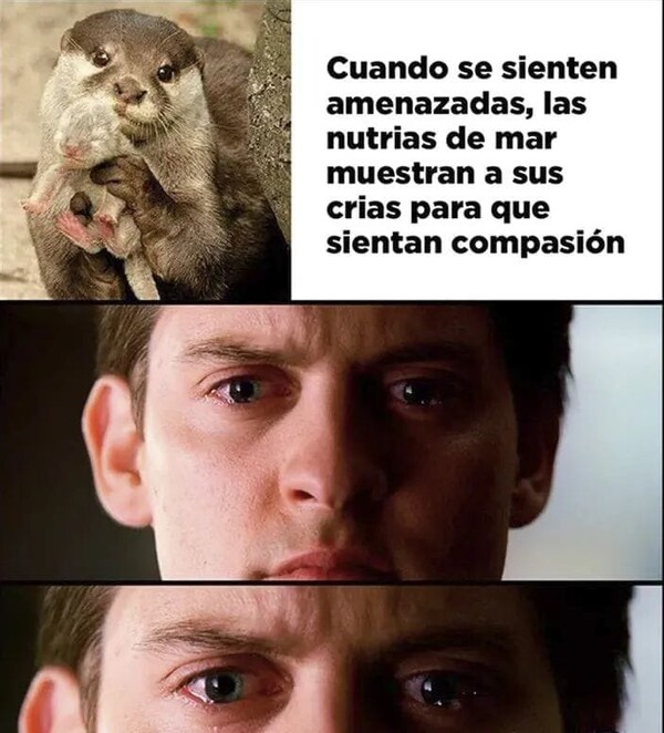 Meme_otros - Para ya nutria, lo has conseguido