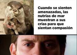 Enlace a Para ya nutria, lo has conseguido