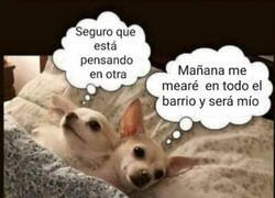 Enlace a Este perro tiene grandes propósitos