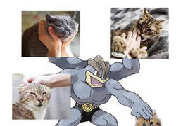 Enlace a Cuando llego a una calle llena de gatos