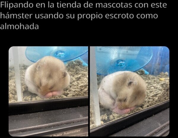 hámster,sueño,escroto,pelotas