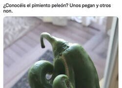 Enlace a Creo que busca pelea