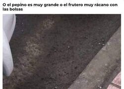 Enlace a Un pepino salvaje apareció