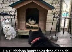 Enlace a Malditas bandas organizadas