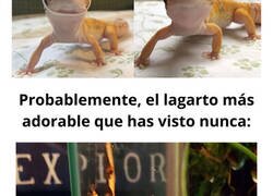 Enlace a Las imágenes más 'random' de lagartos