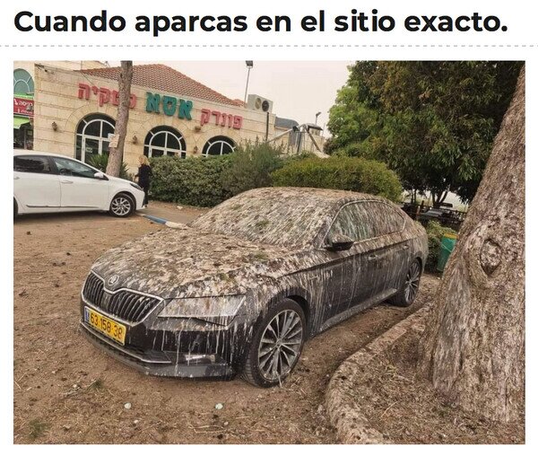 Meme_otros - Dónde todos los pájaros van a hacerlo